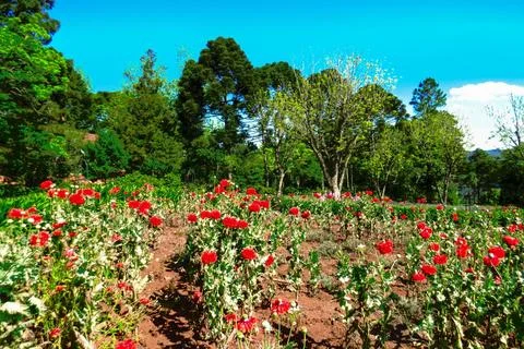 Red flowers Stock Photos