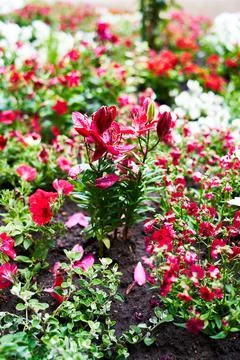 Red Flowers in a Plot Stock Photos