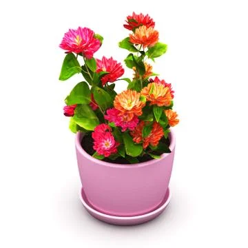 Red flowers in pot Illustrazione stock