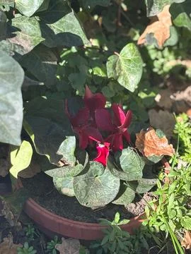 Red Flowers in a Pot Stock Photos