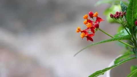 Red flowers in a pot in the rain Video stock 134677572