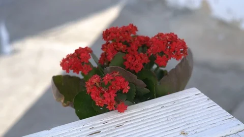 Red flowers in a pot with a spider web on the street in the summer. 스톡 동영상 116505620