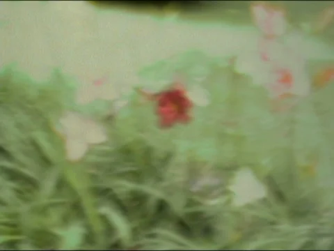 Red Flowers Pulled Focus Stock Footage 135660154