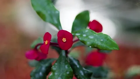 Red Flowers in the rain Stock Footage 157031990