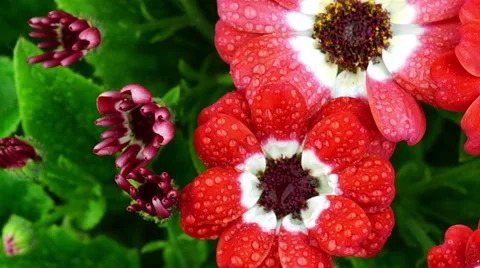 Red Flowers with Raindrops Video stock 47841567