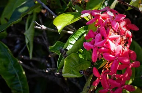 Red flowers in the rays of sun light Stock Photos