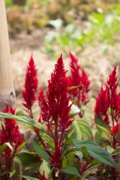 Red flowers, red trees Stock Photos