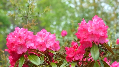 Red flowers of rhododendron in spring - close up view - wind moves the blossoms Stock Footage 155537759