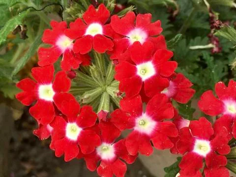 Red flowers ring  Stock Photos