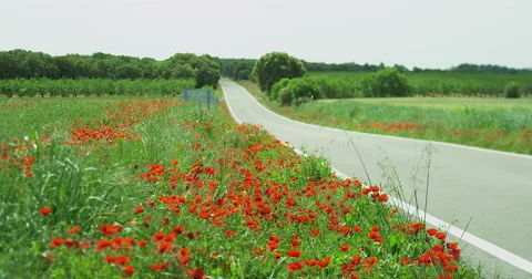 Red Flowers on a road. Stock Footage 67573719