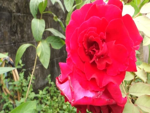 Red flowers roses Stock Footage 80796435