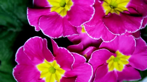 Red flowers. Rotating. Stock-Footage 35930564