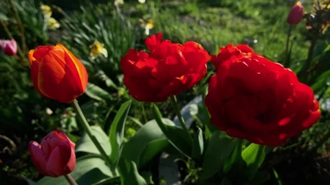 Red flowers in the setting sun. Tulips in the garden. Red lush flowers. Stock Footage 240405156
