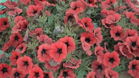Red Flowers In Shaky Wind Stock Footage 119562853
