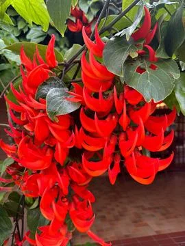 Red Flowers Shaped Like Claws Stock Photos