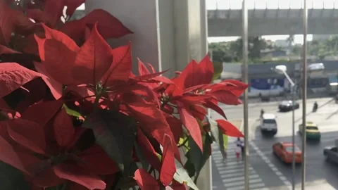 Red flowers on the sky walkway at an intersection in heavy traffic in slomotion  Stock Footage 153477390
