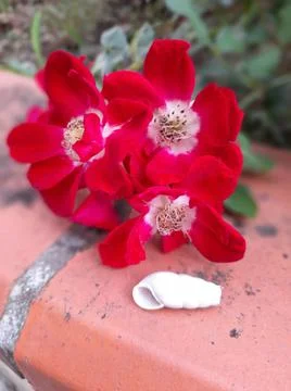 Red flowers with snail shell Stock Photos