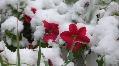 Red flowers with snow 2 Stock Footage 55823975