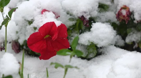 Red flowers with snow Stock Footage 55865710