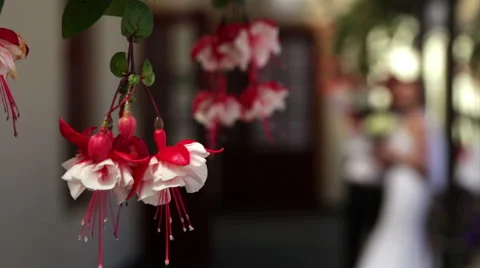 Red flowers with sometimes the bride and groom Stock Footage 52759262