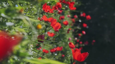Red flowers in a spring field. in the meadow on sunlight are bloomed red petal  Stock Footage 152305265