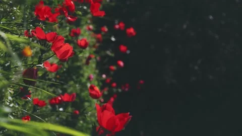 Red flowers in a spring field. in the meadow on sunlight are bloomed red petal  Stock Footage 152305478