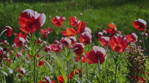 Red flowers in a spring field. in the meadow on sunlight are bloomed red petal  Stock Footage 152306282