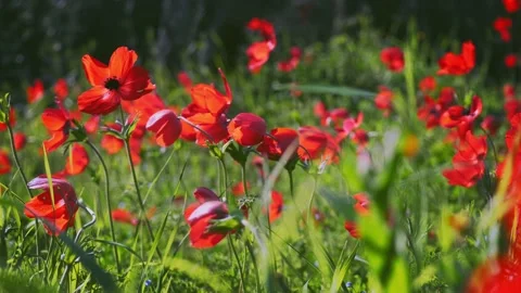 Red flowers in a spring field. in the meadow on sunlight are bloomed red petal  Stock Footage 152306285