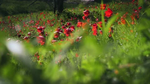 Red flowers in a spring field. in the meadow on sunlight are bloomed red petal  Stock Footage 152306318