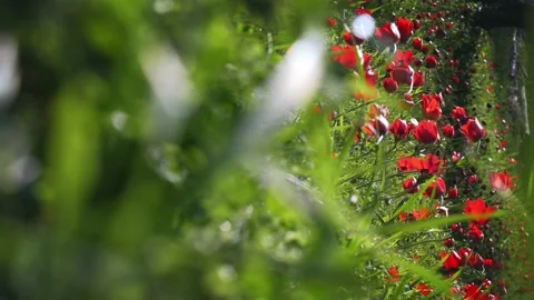 Red flowers in a spring field. in the meadow on sunlight are bloomed red petal  Stock Footage 152306362