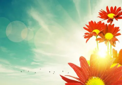 Red Flowers Spring Stock Photos