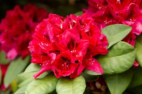 Red flowers in spring Stock Photos