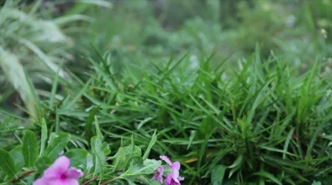 Red Flowers Sprinker Slider 库存影片 12147407