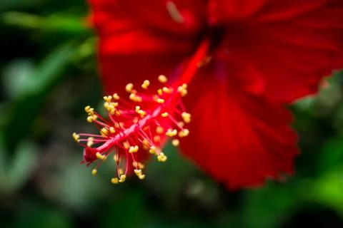 A Red Flowers Stem Stock Photos