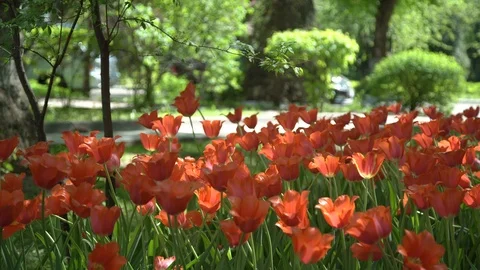 Red flowers on a summer day Stock-Footage 105212339