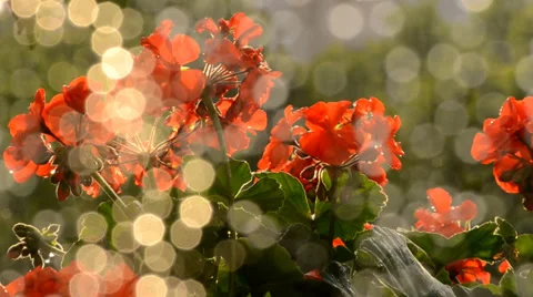Red flowers in sunrise Stock Footage 36290820