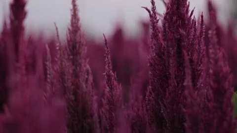 Red flowers at sunset Stock Footage 171763122