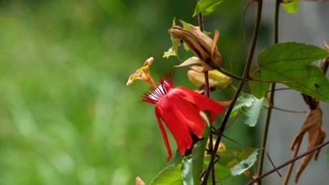 Red flowers swaying in the wind with a bokeh background Stock Footage 291601833