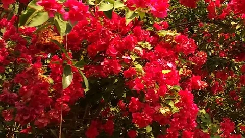 Red Flowers  swaying in the Wind Stock Footage 108774310