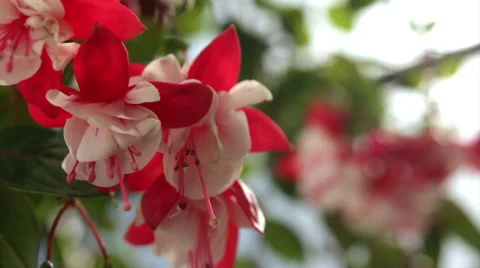 Red flowers on the terrace Stock Footage 52759196