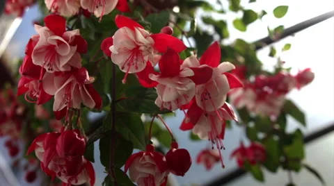 Red flowers on the terrace Stock Footage 52759228