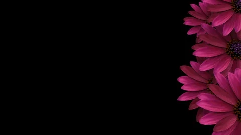 Red Flowers Transition Stock Footage 100549225