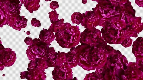 Red flowers transition, VFX Cut, Transition effect in video, alpha channel Stock Footage 221719573