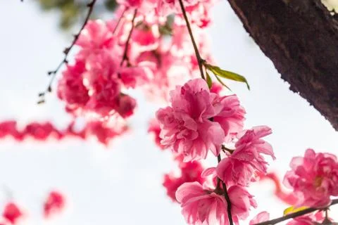 Red flowers on tree branches Stock Photos