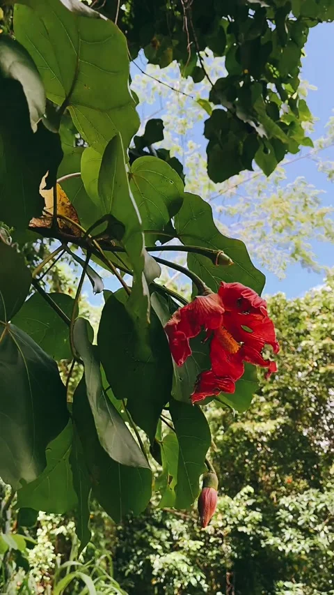 Red flowers on tree, bright red flowers, red flowers in the forest, Stock Footage 227379738