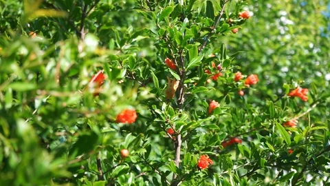 Red flowers on a tree Stock Footage 112114869