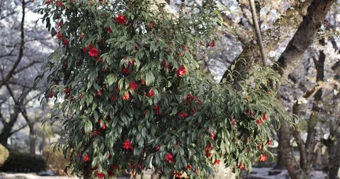 Red flowers on tree in the middle of pink cherry blossom. Japanese poetic view Stock Footage 106642412