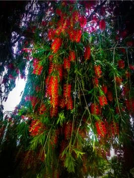 Red flowers on a tree Stock Photos