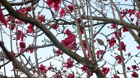 Red flowers in tree Foto stock