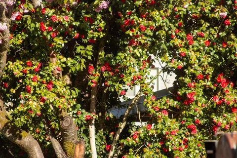 Red flowers on a tree in spring Stock Photos